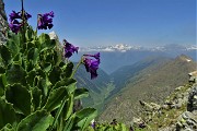 55 Primula latifolia con panorama su Val Cervia e Monte Disgrazia